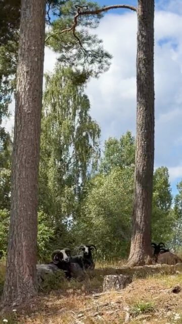 ✨ Ein echter Geheimtipp! ✨

Diesen Campingplatz hätten wir am liebsten für uns behalten… 😍🌿

Mitten in der wunderschönen Natur, herrlich ruhig und einfach perfekt zum Entspannen, Radfahren und die Seele baumeln zu lassen. 🏕️🚴‍♀️

Manchmal sind es genau diese kleinen, besonderen Orte, die eine Reise unvergesslich machen. ❤️

📍 Wart ihr schon einmal auf so einem versteckten Campingplatz?

#schweden #camping #wohnmobil #campingkochen #geheimtipp